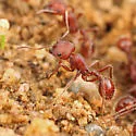 Pogonomyrmex subdentatus - photo 2