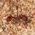 Pogonomyrmex subdentatus - photo 3