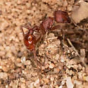 Pogonomyrmex subdentatus - photo 4