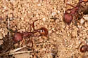 Pogonomyrmex subdentatus - photo 5