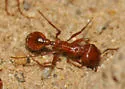 Pogonomyrmex subnitidus