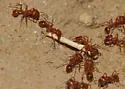 Pogonomyrmex subnitidus - photo 2
