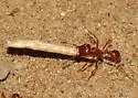 Pogonomyrmex subnitidus - photo 3