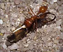 Pogonomyrmex subnitidus - photo 4
