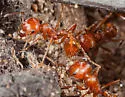 Pogonomyrmex subnitidus - photo 5