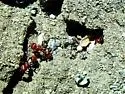 Pogonomyrmex tenuispinus - Pogonomyrmex tenuispinus
