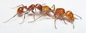 Pogonomyrmex tenuispinus - photo 2