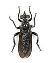 Pogonosoma dorsatum