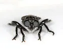 Pogonosoma dorsatum - photo 2