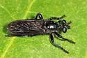 Pogonosoma dorsatum - photo 4