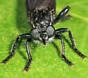 Pogonosoma dorsatum - photo 5