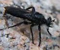 Pogonosoma ridingsi - photo 3