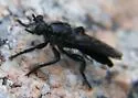 Pogonosoma ridingsi - photo 4
