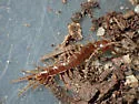 Pokabius clavigerens