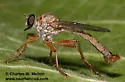 Polacantha arcuata