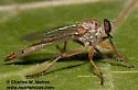 Polacantha arcuata - photo 2