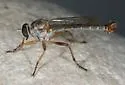 Polacantha arcuata - photo 4
