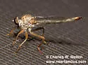 Polacantha arcuata - photo 5