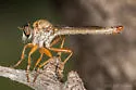 Polacantha composita
