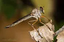 Polacantha composita - photo 2