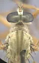 Polacantha composita - photo 5