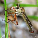 Polacantha gracilis - photo 2