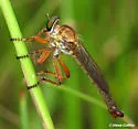 Polacantha gracilis - photo 3