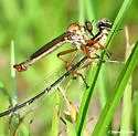 Polacantha gracilis - photo 4