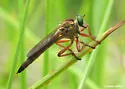 Polacantha gracilis - photo 5