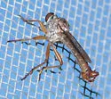 Polacantha grossa - photo 2