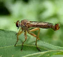 Polacantha grossa - photo 4