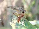 Polacantha grossa - photo 5