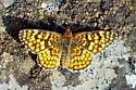 Arachne Checkerspot - Hodges#4514 - photo 2