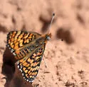Arachne Checkerspot - Hodges#4514 - photo 3