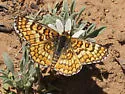 Arachne Checkerspot - Hodges#4514 - photo 4