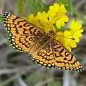 Dotted Checkerspot - Hodges#4515
