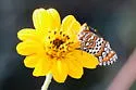 Dotted Checkerspot - Hodges#4515 - photo 2