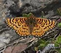 Dotted Checkerspot - Hodges#4515 - photo 3