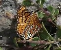 Dotted Checkerspot - Hodges#4515 - photo 4