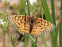 Dotted Checkerspot - Hodges#4515 - photo 5