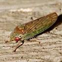Polana quadrinotata - Polana quadrinotata