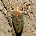 Polana quadrinotata - photo 2