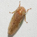 Polana quadrinotata - photo 3