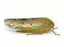 Polana quadrinotata - photo 4