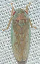 Polana quadrinotata - photo 5
