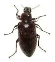 Polemiotus submetallicus - Polemiotus submetallicus