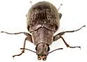 Polemiotus submetallicus - photo 2