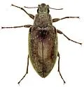 Polemiotus submetallicus - photo 3