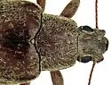 Polemiotus submetallicus - photo 4