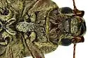 Polemiotus submetallicus - photo 5